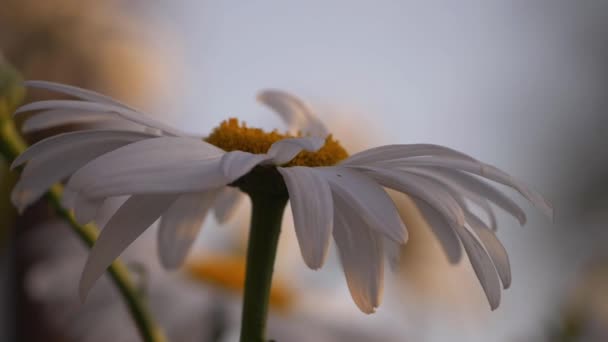 Μοναχική Shasta Μαργαρίτα λουλούδι σε bokeh φόντο — Αρχείο Βίντεο