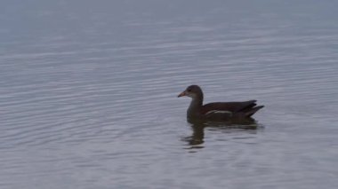 Genç Moorhen gölde yüzüyor. 