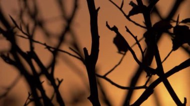 Sıcak altın gün batımına karşı ağaç dalları silueti