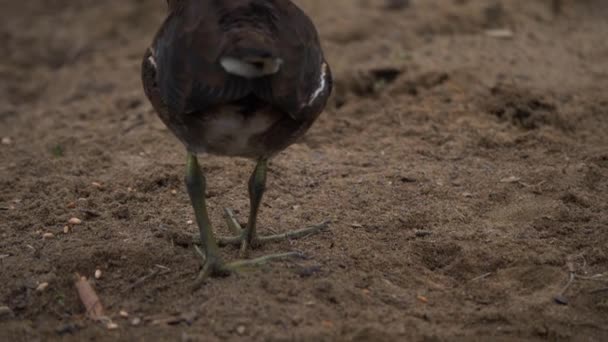 Juvenile Moorhen feeding in the sand — Stockvideo