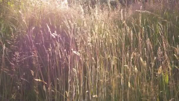 Yaz güneşinin aydınlattığı uzun çimenler — Stok video
