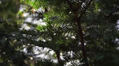 Çam iğneleri ılık güneş ışığı ve esintide