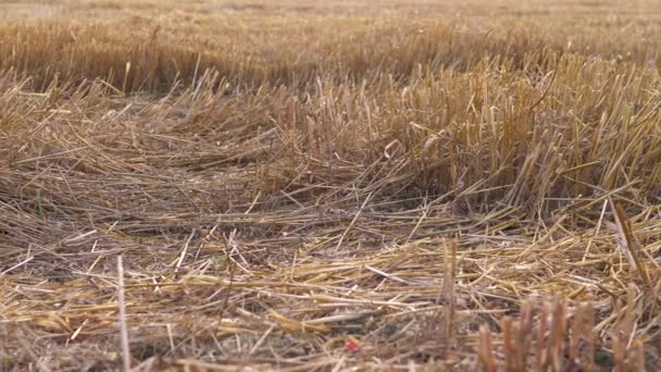 Campo de aveia dos agricultores após a colheita — Vídeo de Stock