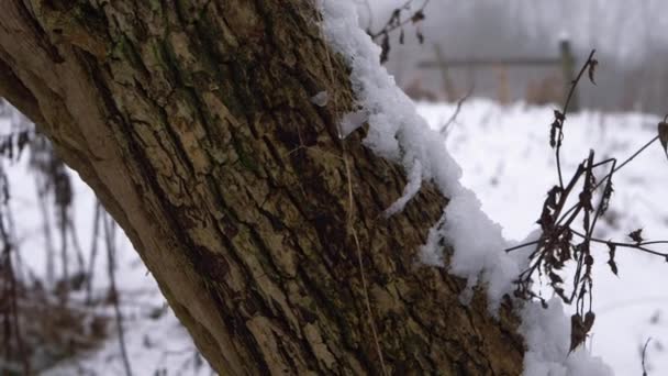 Floresta de neve no tronco da árvore com campo no fundo — Vídeo de Stock