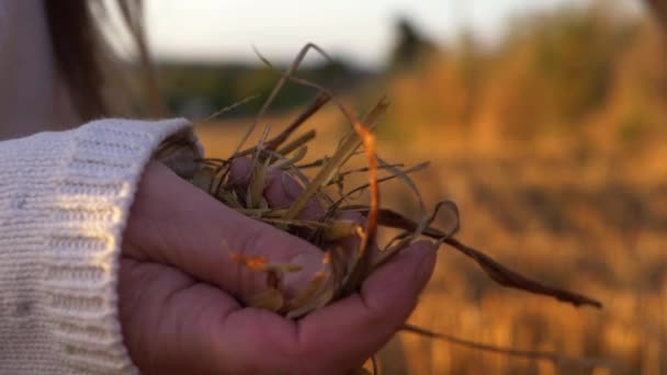 Ręczne trzymanie brudu i trawy w ciepłej scenerii wsi — Wideo stockowe