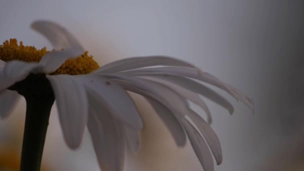 Samotny kwiat Shasta Daisy na tle bokeh — Wideo stockowe