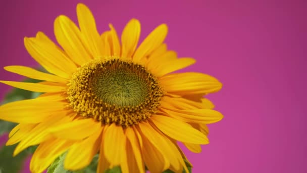 Gelbe Sonnenblumenblätter wehen auf rosa Hintergrund — Stockvideo