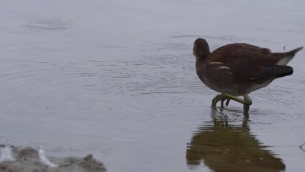 Moorhen juvenil alimentándose en un lago — Vídeo de stock