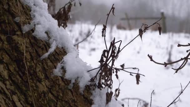 Sneeuwval op boomstam met veld op de achtergrond — Stockvideo
