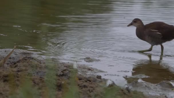 湖滨附近的幼小的麋鹿 — 图库视频影像