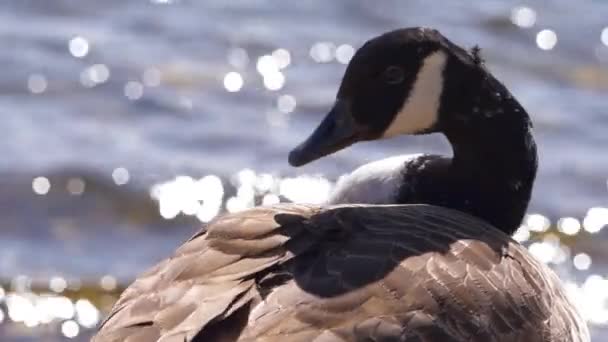Canada Goose grooms à beira-mar — Vídeo de Stock