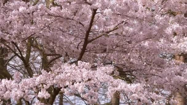 Ramas de árboles de flor de cerezo en primavera — Vídeo de stock