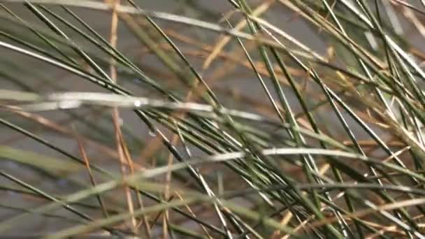 Canne di erba alta soffiano nella brezza — Video Stock