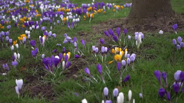 Veld van krokus bloemen groeien door een boom — Stockvideo