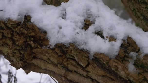Boomstam bedekt met wintersneeuw — Stockvideo