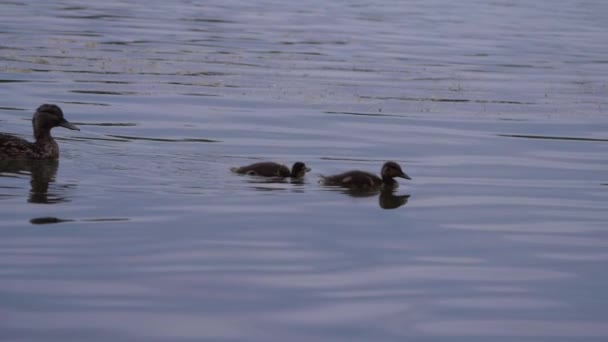 Familie eenden met eenden die over een meer zwemmen — Stockvideo