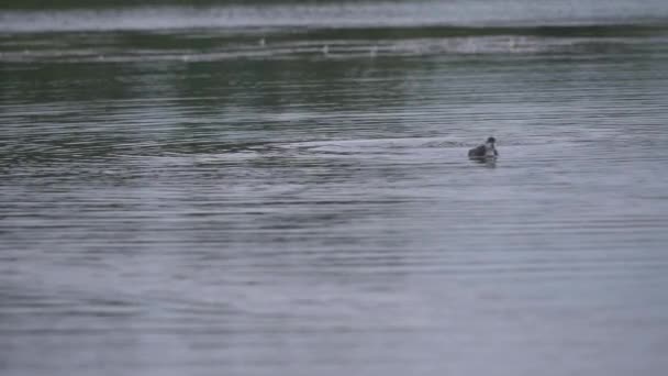 Lago con fochas en el fondo — Vídeos de Stock