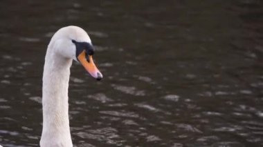 Zarif kuğu suda yüzüyor.
