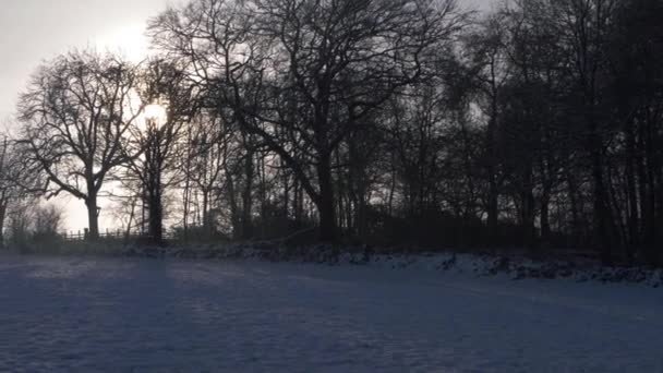 Dimmiga vinterlandskap med träd efter snöfall — Stockvideo