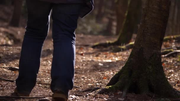 Caminando por el dosel del bosque de pinos — Vídeo de stock