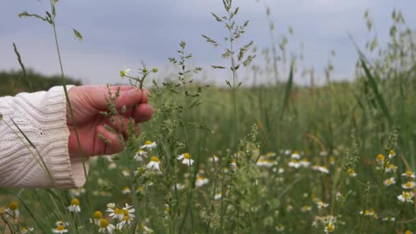 Hand plays with wildflower daisies in meadow — Stock Video