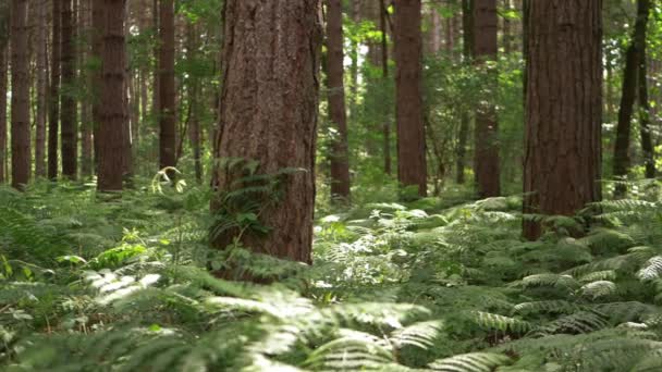 Canopée de forêt de pins avec des saumons verts luxuriants — Video