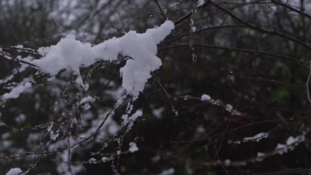 겨울 눈덮인 나무 가지들 — 비디오