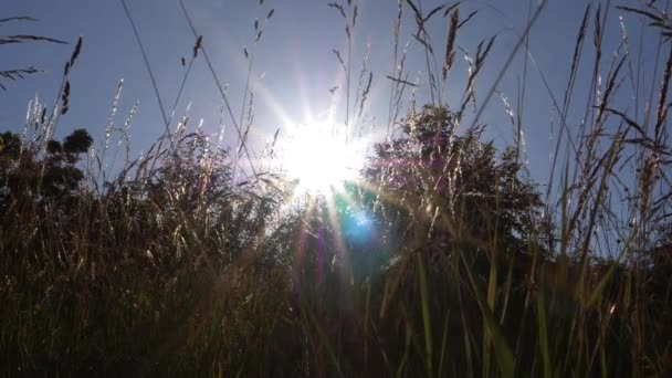 Explosões do sol através da vista da grama alta no verão — Vídeo de Stock