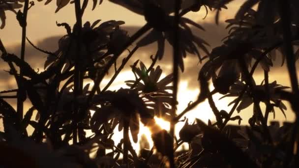 Shasta Daisy在金色的夕阳西下绽放轮廓 — 图库视频影像