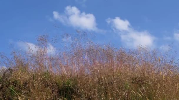 背の高い草は雲と青空に向かって成長します — ストック動画