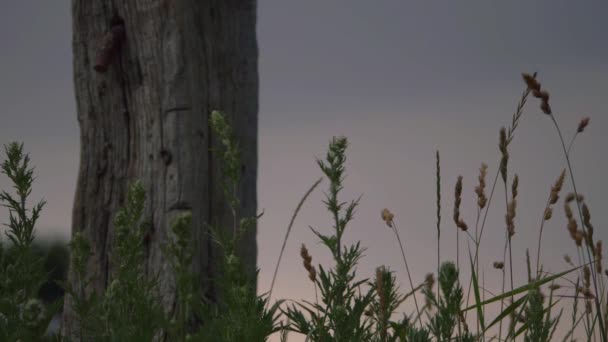 Grande silhouette d'herbe et poteau de clôture rustique contre le ciel noir — Video