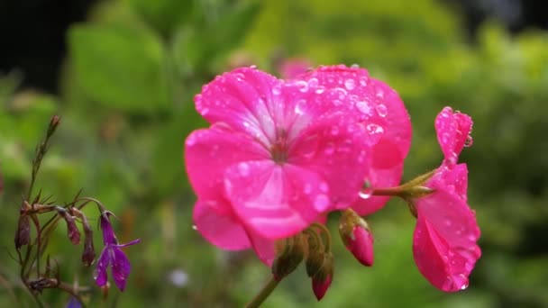 Flores de geranio rosa en plena floración — Vídeos de Stock