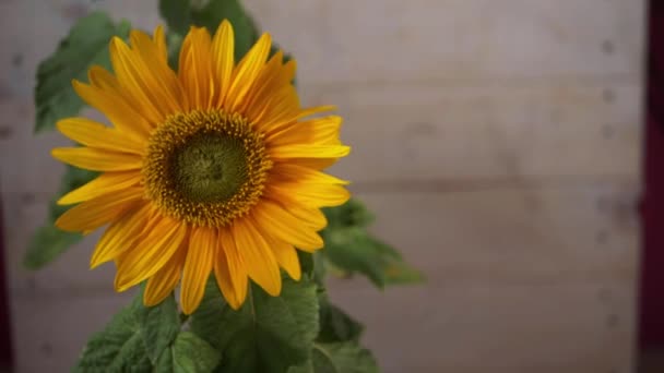 Yellow sunflower with petals in wind — Stock Video