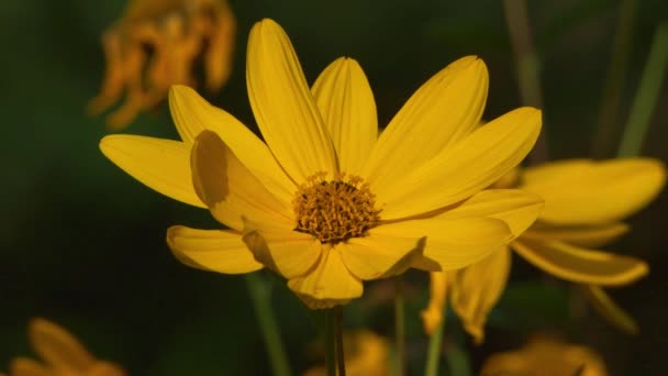 Lemon Rainha girassol em plena floração no verão — Vídeo de Stock