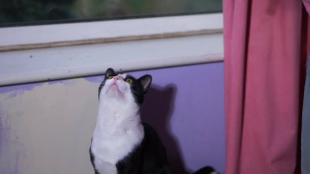 Lustige süße Katze bettelt um Futter von Besitzer — Stockvideo