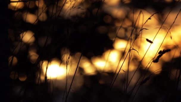 Atardecer dorado a través de la vista de la silueta de hierba alta en la brisa de verano — Vídeo de stock