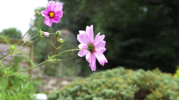 Rosa Cosmos flores em plena floração no jardim — Vídeo de Stock