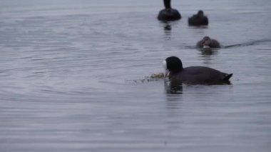 Göldeki kuş familyası