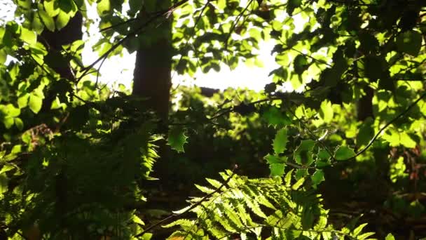 Helecho de Bracken con fondo de luz solar en exuberante bosque — Vídeos de Stock