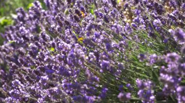 Çayırdaki lavanta aromalı çiçekler. 