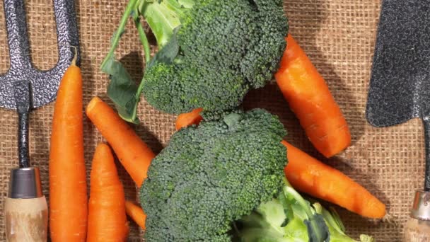Morcovi și legume de grădină broccoli din grădină — Videoclip de stoc