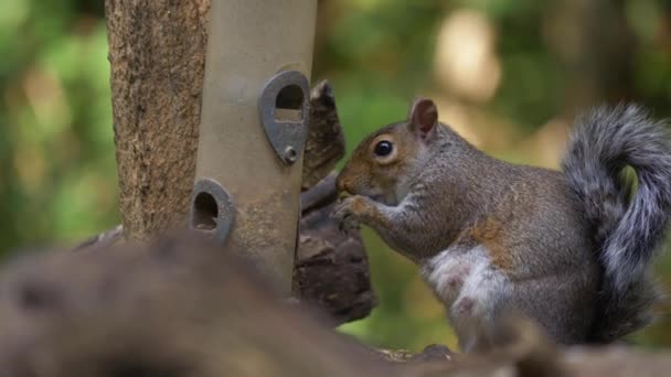 Grijze eekhoorn stelen voedsel van vogel feeder — Stockvideo