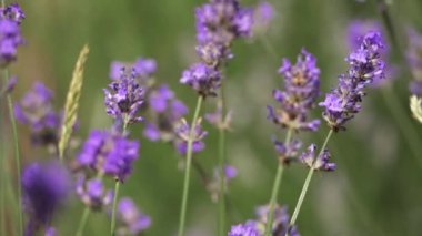 Yaz melteminde mor lavanta çiçekleri