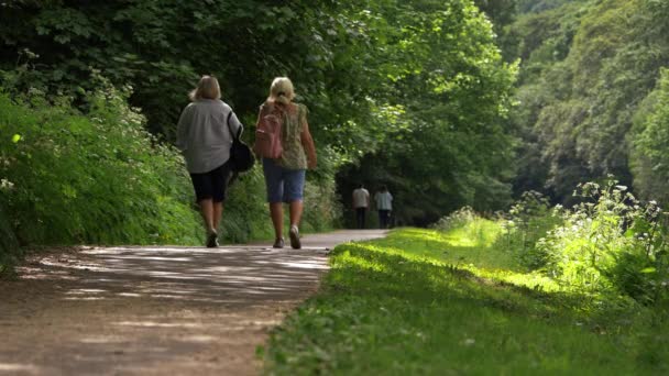 Туристи на стежці в яскравому літньому лісі — стокове відео