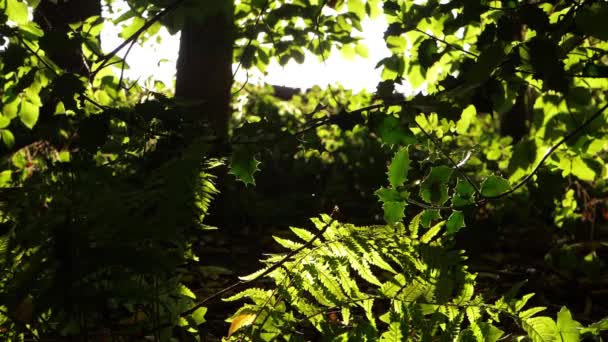 Helecho de Bracken con fondo de luz solar en exuberante bosque — Vídeos de Stock