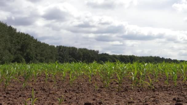 Jonge suikermaïskiemen die op het landbouwveld groeien — Stockvideo