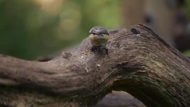 Great tit small British feeding on woodland branch — Stock Video