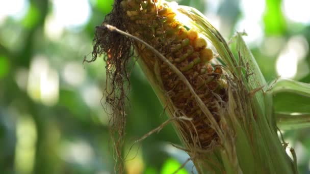 Ripe sweetcorn rotting in farmers field — Stock Video