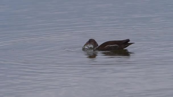 Junges Moorhuhn füttert sich in einem See — Stockvideo