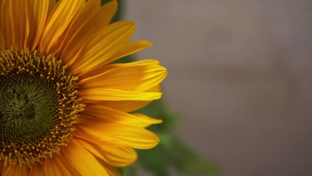 Gele zonnebloem met blaadjes in de wind — Stockvideo